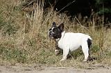 BOULEDOGUE FRANCAIS 337